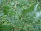 Preview: Sommerlaub bei Quercus castaneifolia Green Spire