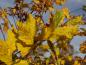 Preview: Carpinus betulus Heterophylla mit gelbem Herbstlaub