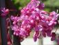 Preview: Cercis canadensis Lavender Twist®