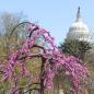 Preview: Cercis canadensis Lavender Twist®