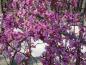 Preview: Cercis canadensis Lavender Twist®