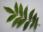 Preview: Pecanträd, Carya illinoinensis