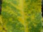 Preview: Schönes Herbstfärbung bei Carya illinoinensis