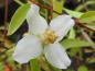 Preview: Philadelphus microphyllus ist ein niedriges weißblühendes Blütengehölz.