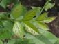 Preview: Frisch ausgetriebenes Blatt von Fraxinus mandshurica