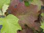 Preview: Beginnende Herbstfärbung bei Hydrangea quercifolia Sike`s Dwarf