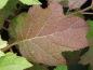 Preview: Hydrangea quercifolia Burgundy mit beginnenden Herbstlaub
