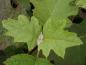 Preview: Hydrangea quercifolia Burgundy