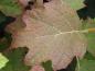 Preview: Typisches Blatt der Eichenblatthortensie Burgundy