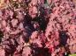 Preview: Schönes Herbstlaub bei Hydrangea quercifolia Burgundy
