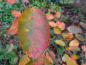 Preview: Amelanchier Autumn Brilliance: Prächtiges Herbstlaub