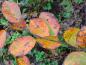 Preview: Farbenfrohe Herbstfärbung bei Amelanchier Autumn Brilliance