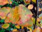 Preview: Amelanchier Autumn Brilliance im bunten Herbstkleid