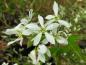 Preview: Große weiße Blüten der Felsenbirne Autumn Brilliance