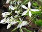 Preview: Zahlreiche weiße Blüten im April - Felsenbirne Autumn Brilliance