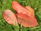 Preview: Herbstlaub von Aronia arbutifolia Brilliant