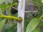 Preview: Salix daphnoides Wintersonne