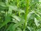 Preview: Salix daphnoides Silbergrau