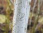 Preview: Salix daphnoides Silbergrau