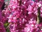 Preview: Judasbaum Avondale - hübsche rosarote Blüten