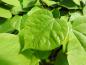 Preview: Cercis sinensis Avondale - hellgrünes Blatt