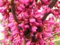 Preview: Die pinken Blüten des Judasbaums Avondale erscheinen vor den Blättern.