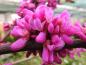 Preview: Judasbaum Avondale - pinke Blüten im April