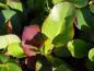 Preview: Bergenia cordifolia Rotblum