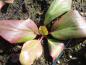 Preview: Bergenia cordifolia Silberlicht