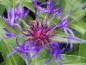Preview: Centaurea montana - blauviolette Blüten