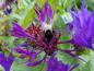 Preview: Blüte der Flockenblume (Centaurea montana) - auch bei Insekten beliebt