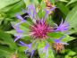 Preview: Kornblumenartige blaue Blüten: Flockenblume (Centaurea montana)