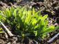 Preview: Dianthus deltiodes Leuchtfunk - Verkaufsware