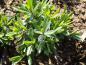 Preview: .Dianthus deltoides Leuchtfunk