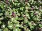 Preview: Lamium maculatum Chequers