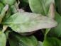Preview: Oenothera tetragona Hohes Licht