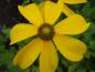 Preview: .Rudbeckia nitida Herbstsonne