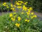 Preview: .Rudbeckia nitida Herbstsonne
