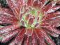 Preview: Sempervivum mit roten Rosetten