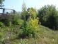 Preview: Verbascum olympicum liebt einen sonnigen, trockenen Standort