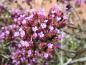 Preview: Verbena bonariensis - lila Blüten im Spätsommer