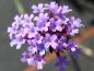 Preview: Lila Blüten der Verbena bonariensis