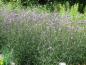 Preview: Violettblühende Verbena bonariensis