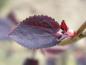 Preview: Cercidiphyllum japonicum Rotfuchs