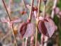 Preview: Cercidiphyllum japonicum Rotfuchs