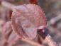 Preview: Cercidiphyllum japonicum Rotfuchs