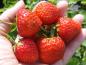Preview: Erdbeeren der Sorte Ostara, mehrfach fruchtend
