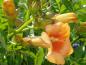 Preview: Blüten und Nlütenknospen von Campsis Indian Summer