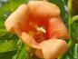 Preview: Detailaufnahme der Blüte von Campsis Indian Summer