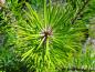 Preview: Pinus pinea